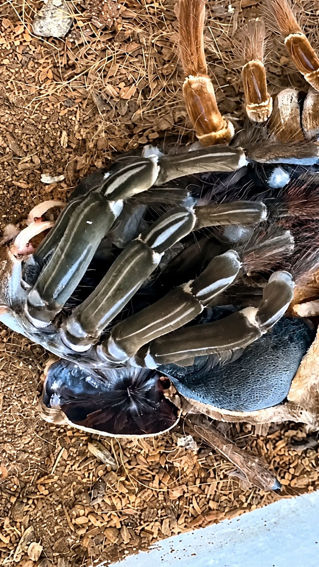 Tarantula molt reveals how these spiders shed their old exoskeleton