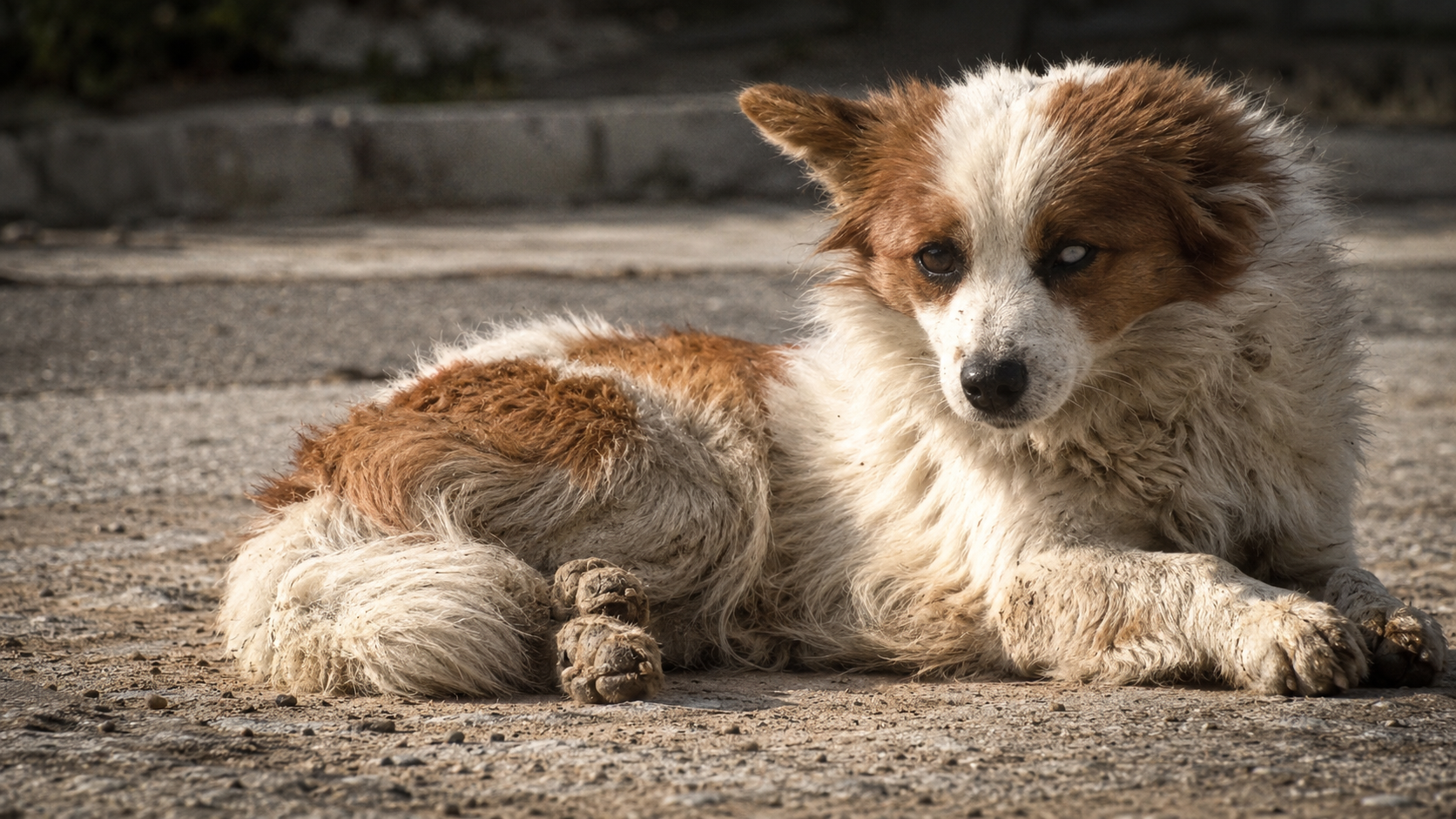 He was abandoned but he never stopped waiting