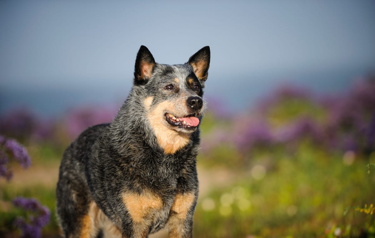 The 22 healthiest dog breeds that will be by your side for a long time
