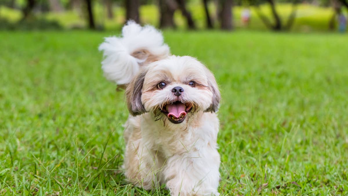 Shih-Tzu is a natural-born model during studio photo shoot
