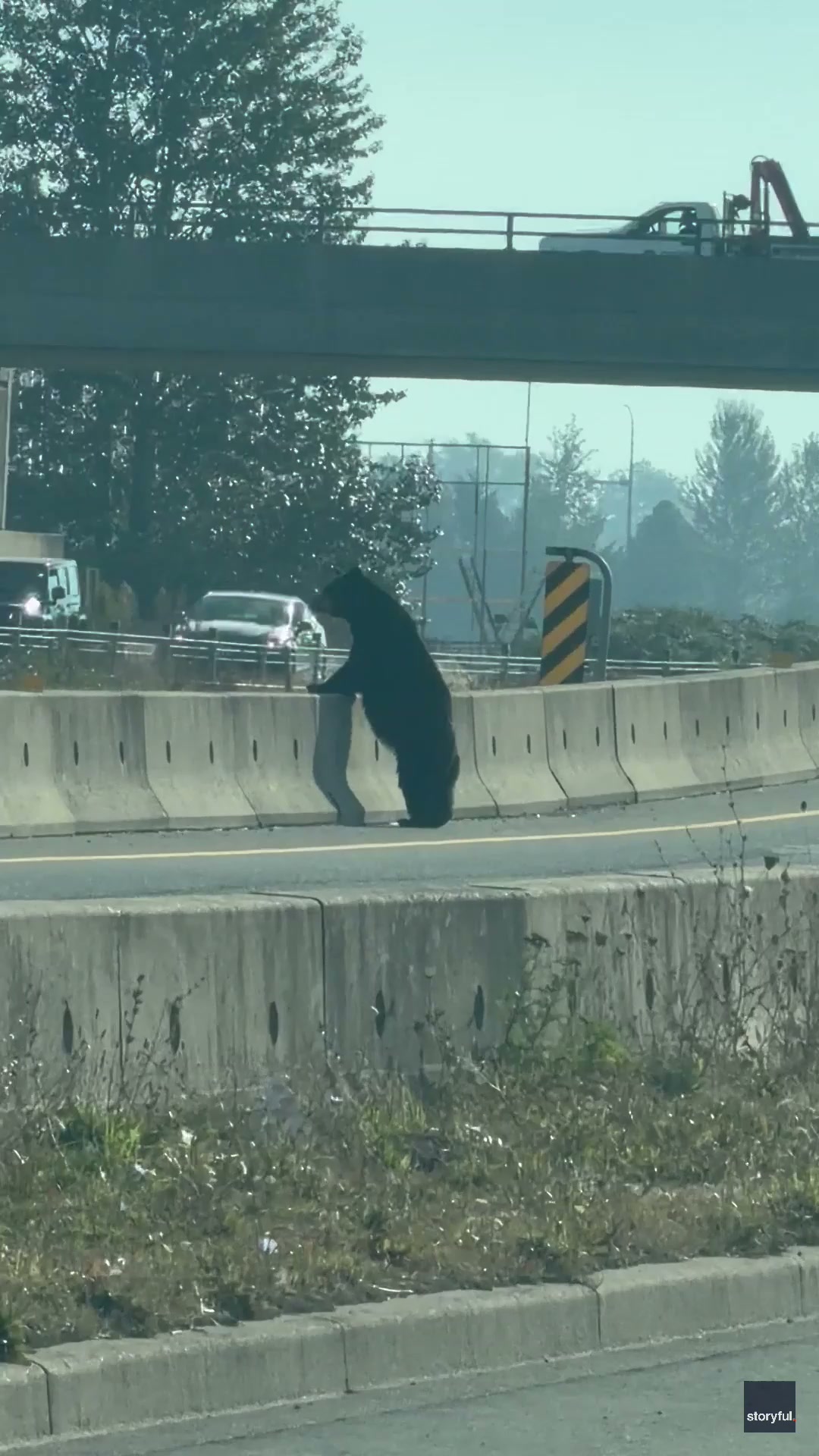 Black bear crosses overpass near busy highway