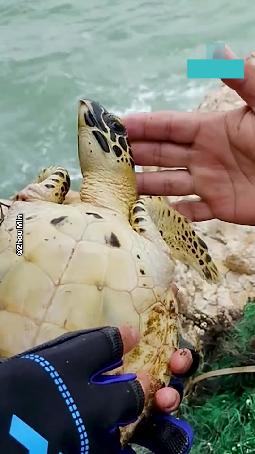 Hero fishermen race to save tiny turtle trapped in tangled fishing net
