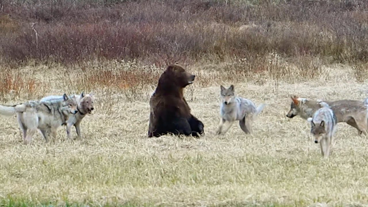Wolves outsmart a grizzly in seconds