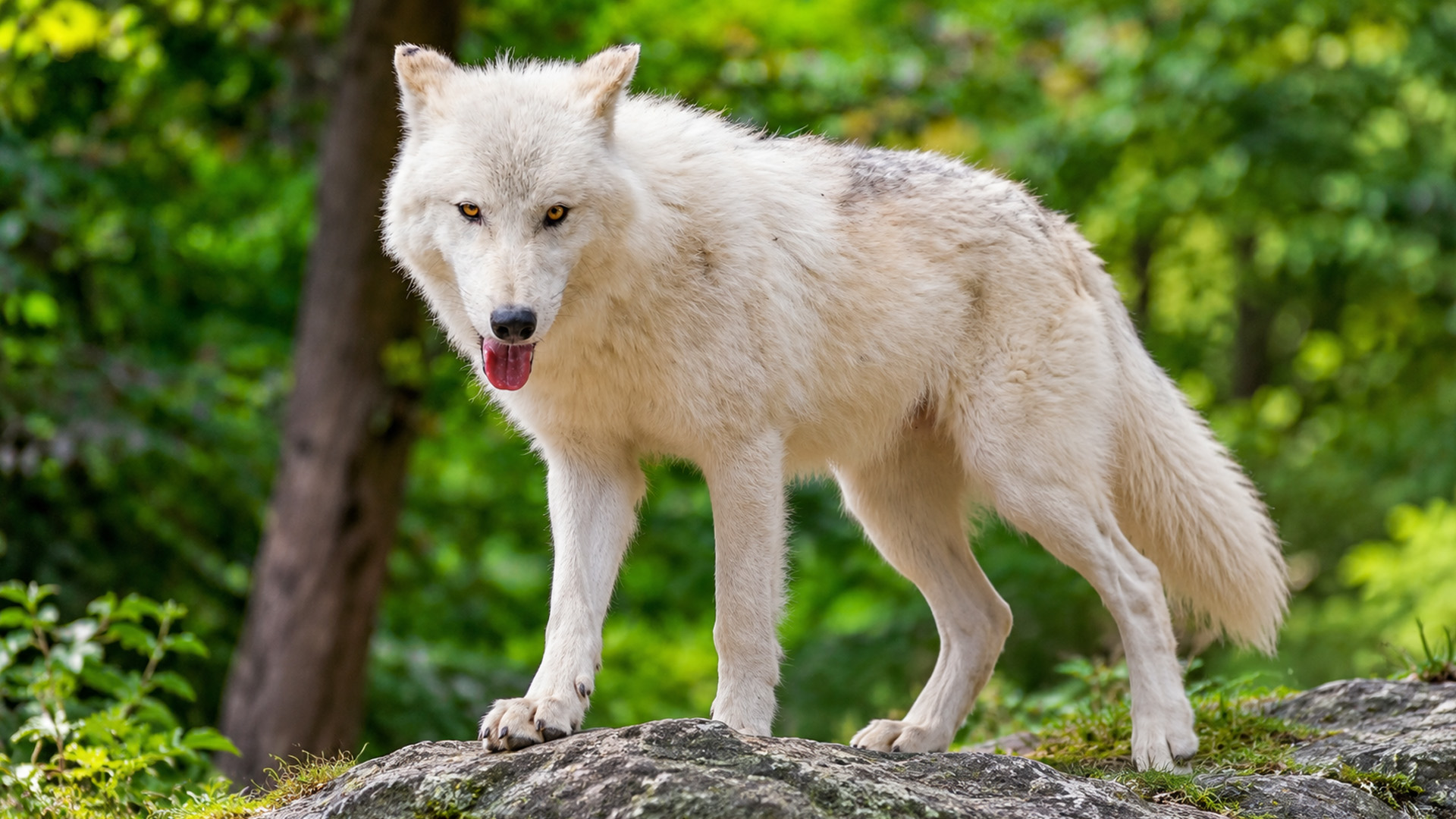Hidden camera captures a white wolf standing alert in the forest