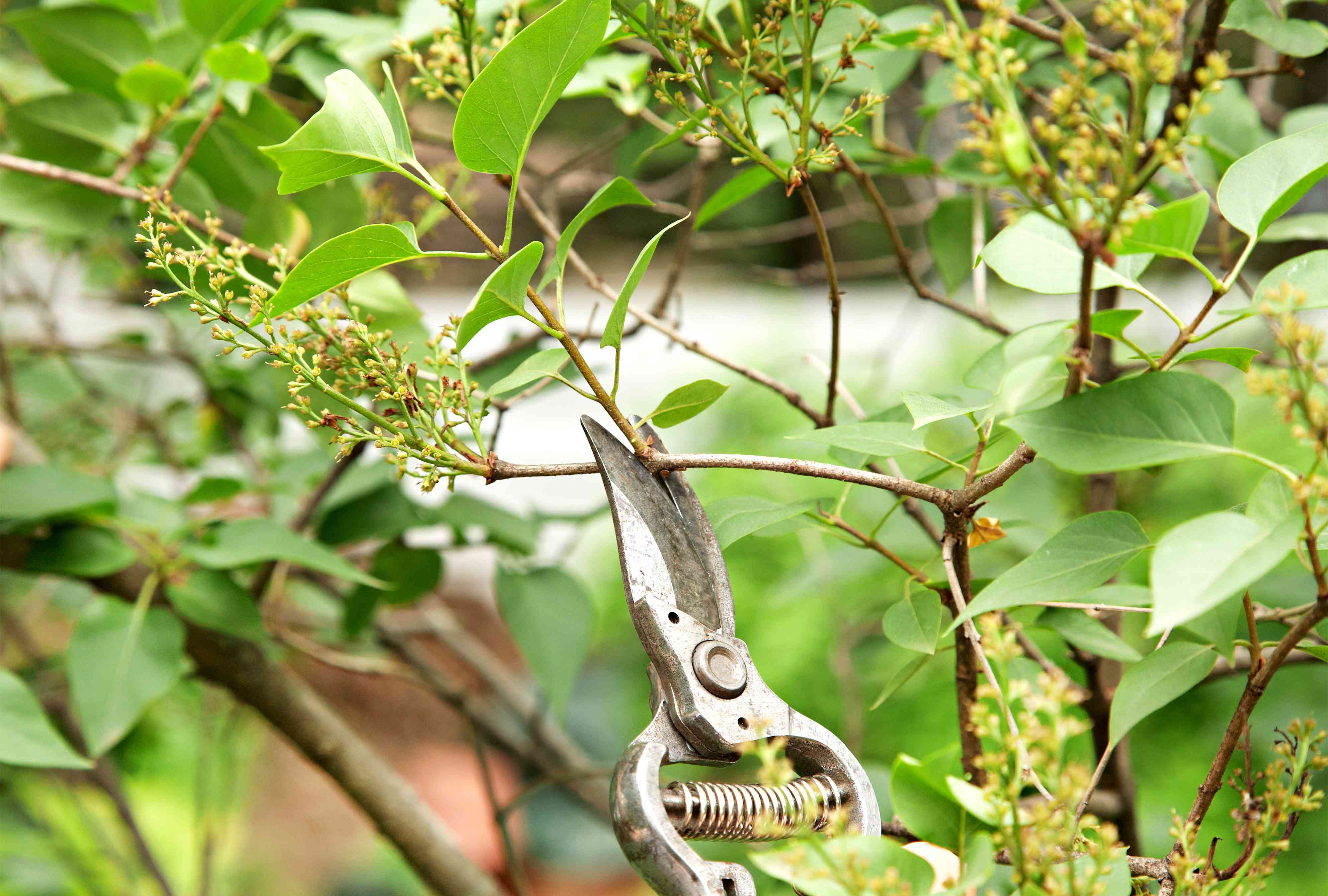 12 plants you should never prune in fall — wait until spring instead