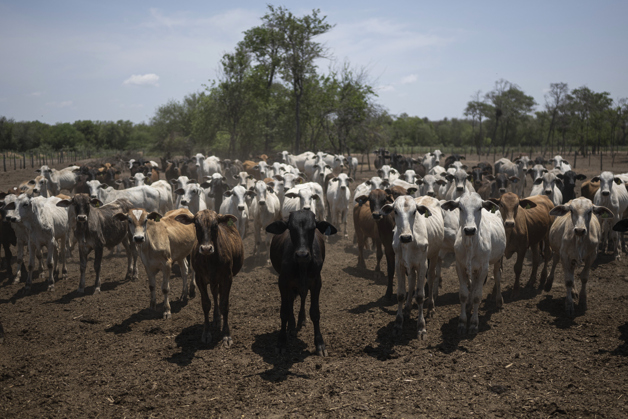 Expocruz 2026 sets livestock record: 924 animals and 110 participating ...