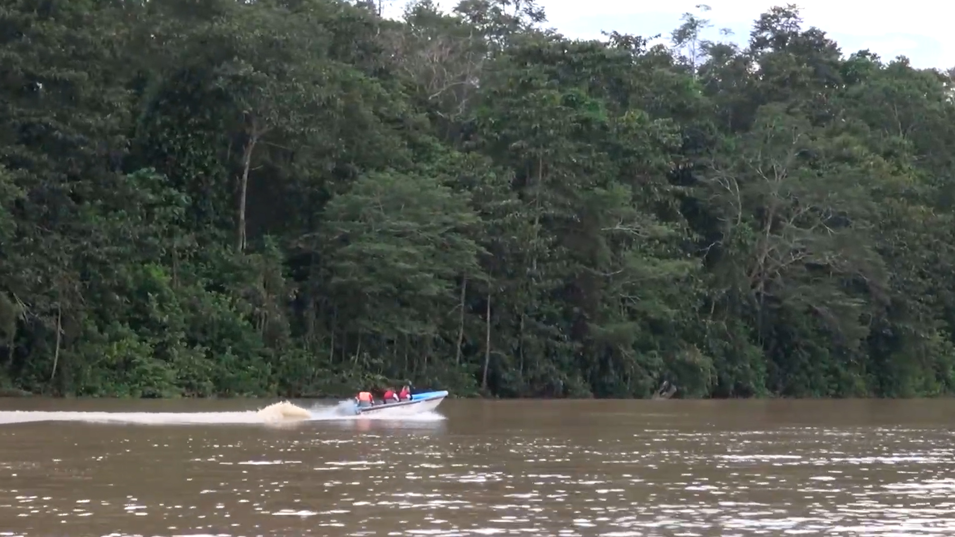 Wildlife of Borneo | Orangutans and the jungle's strangest creatures