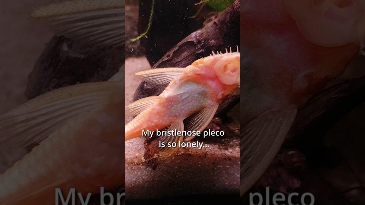When a bristlenose pleco meets his new girlfriend #aquarium #fish #fishtank