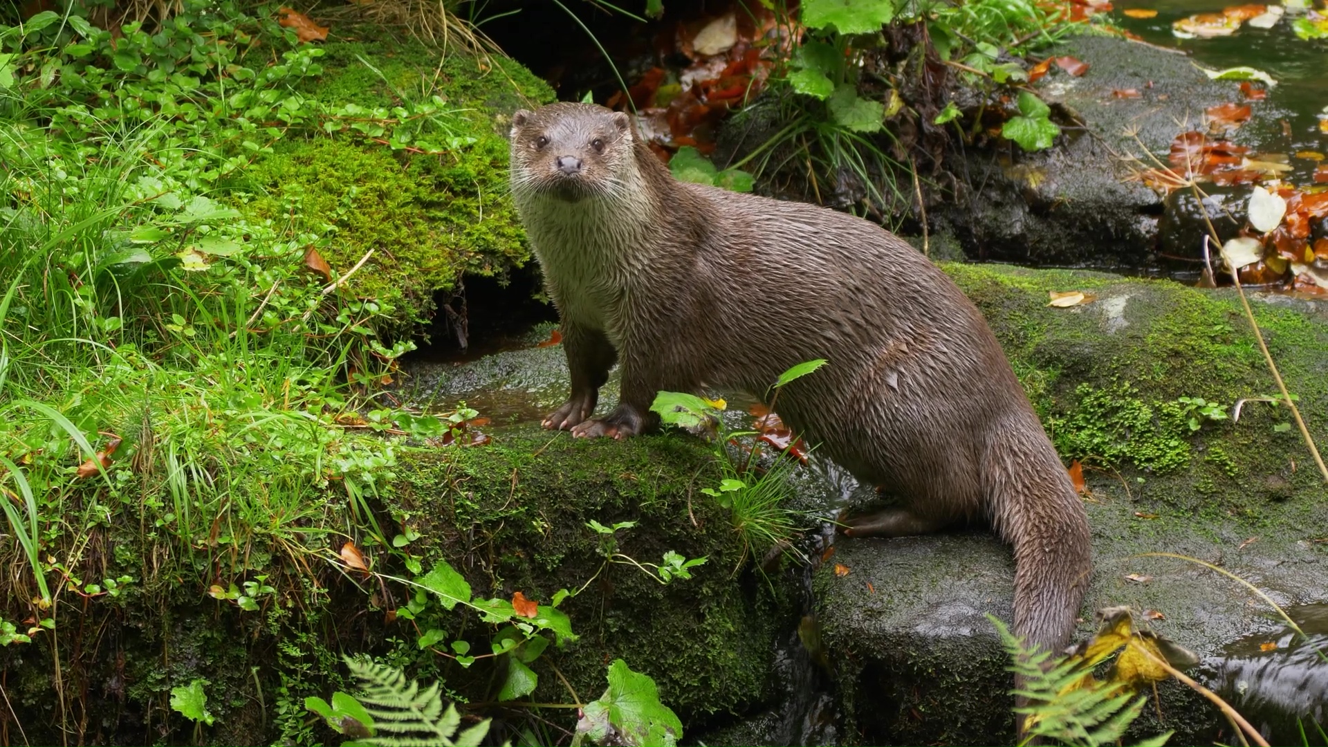 Wild otter emerges beside a hidden woodland stream
