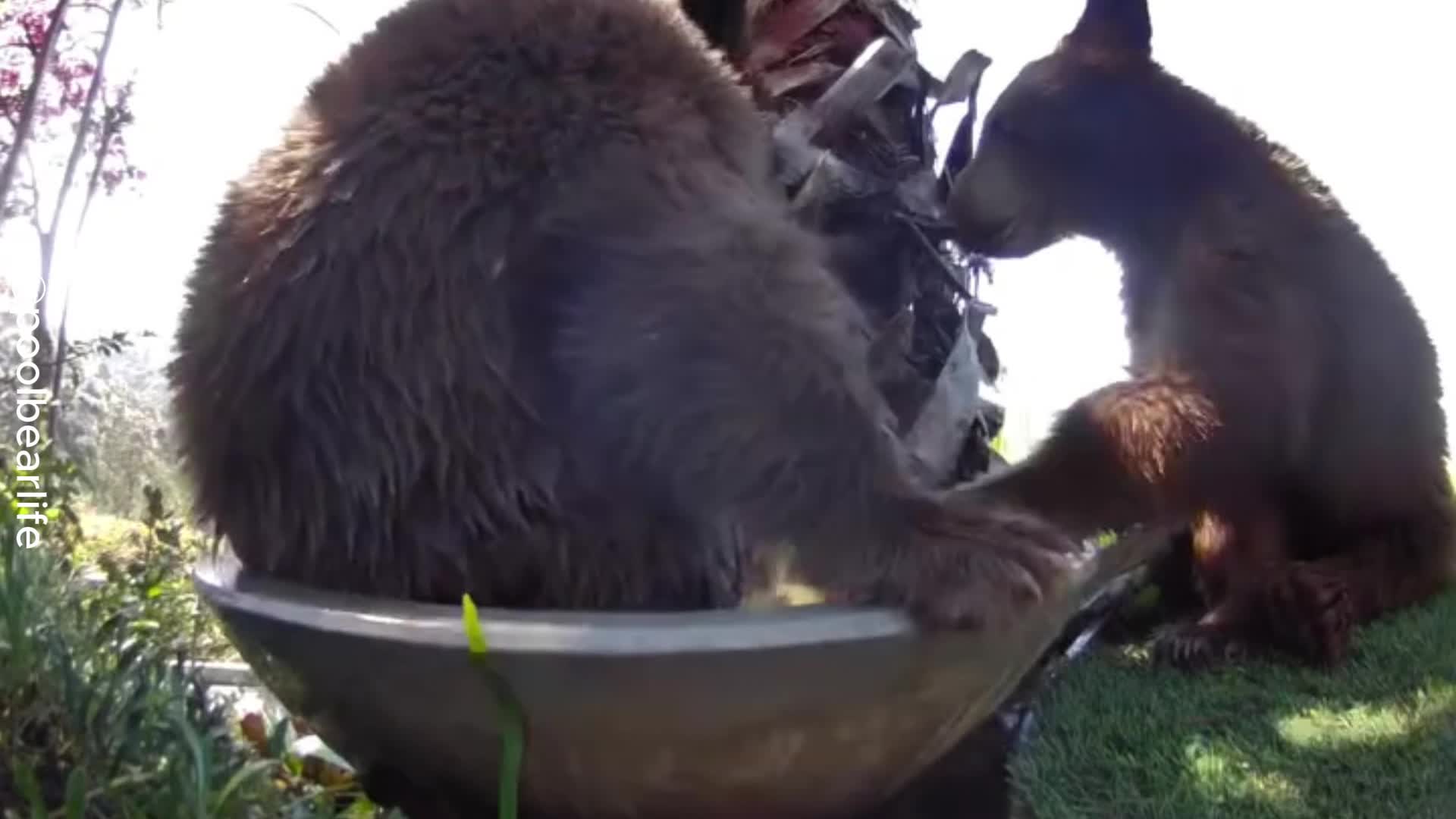 Bear cub caught on camera squeezing into tiny birdbath