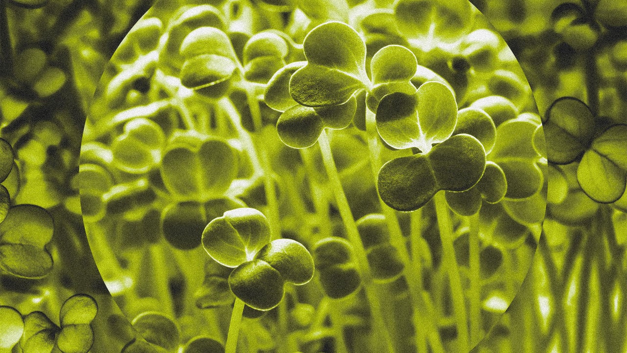 Broccoli sprouts recalled as salmonella outbreak sickens 22 people ...
