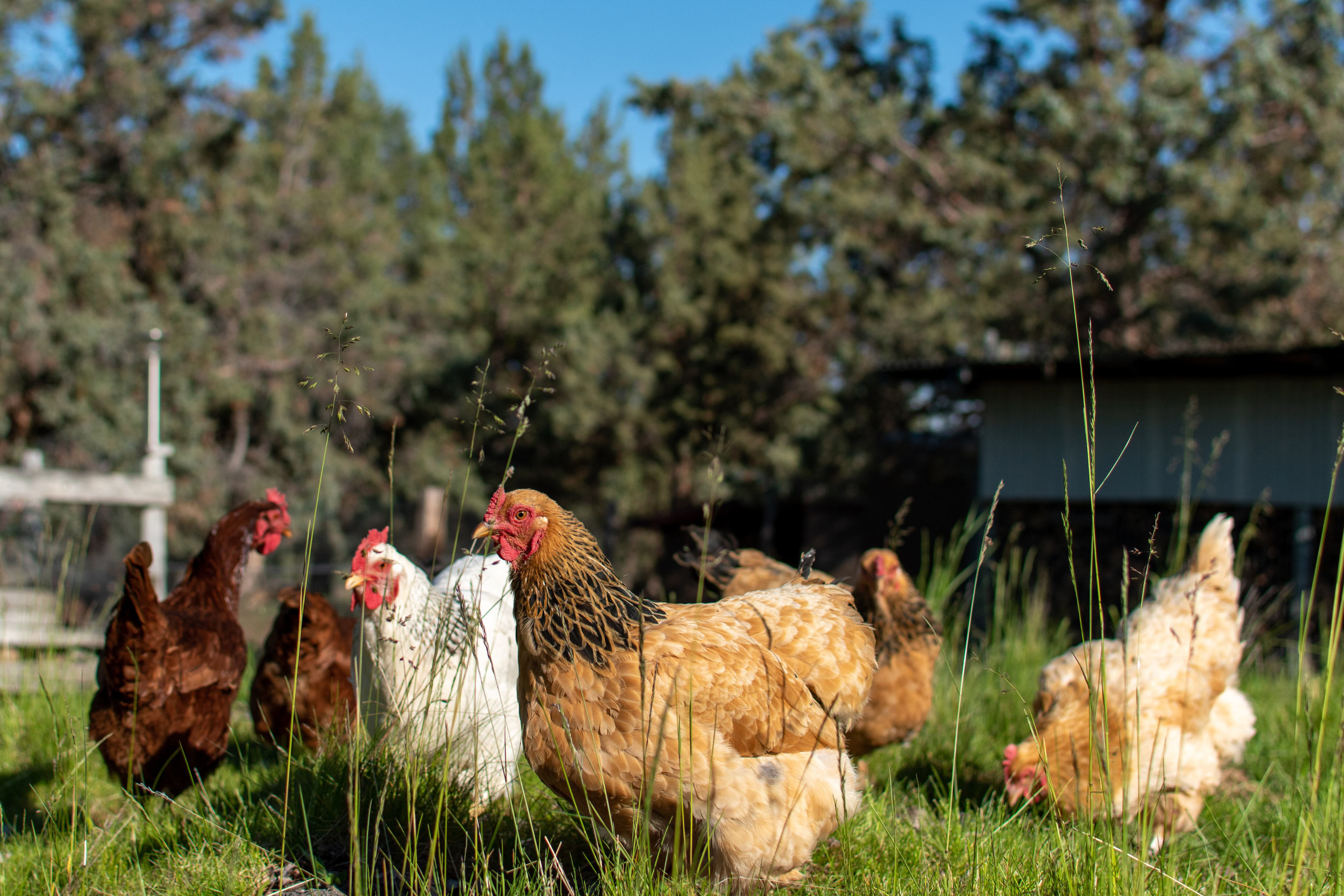 Warren County Fiscal Court advances new animal nuisance ordinance