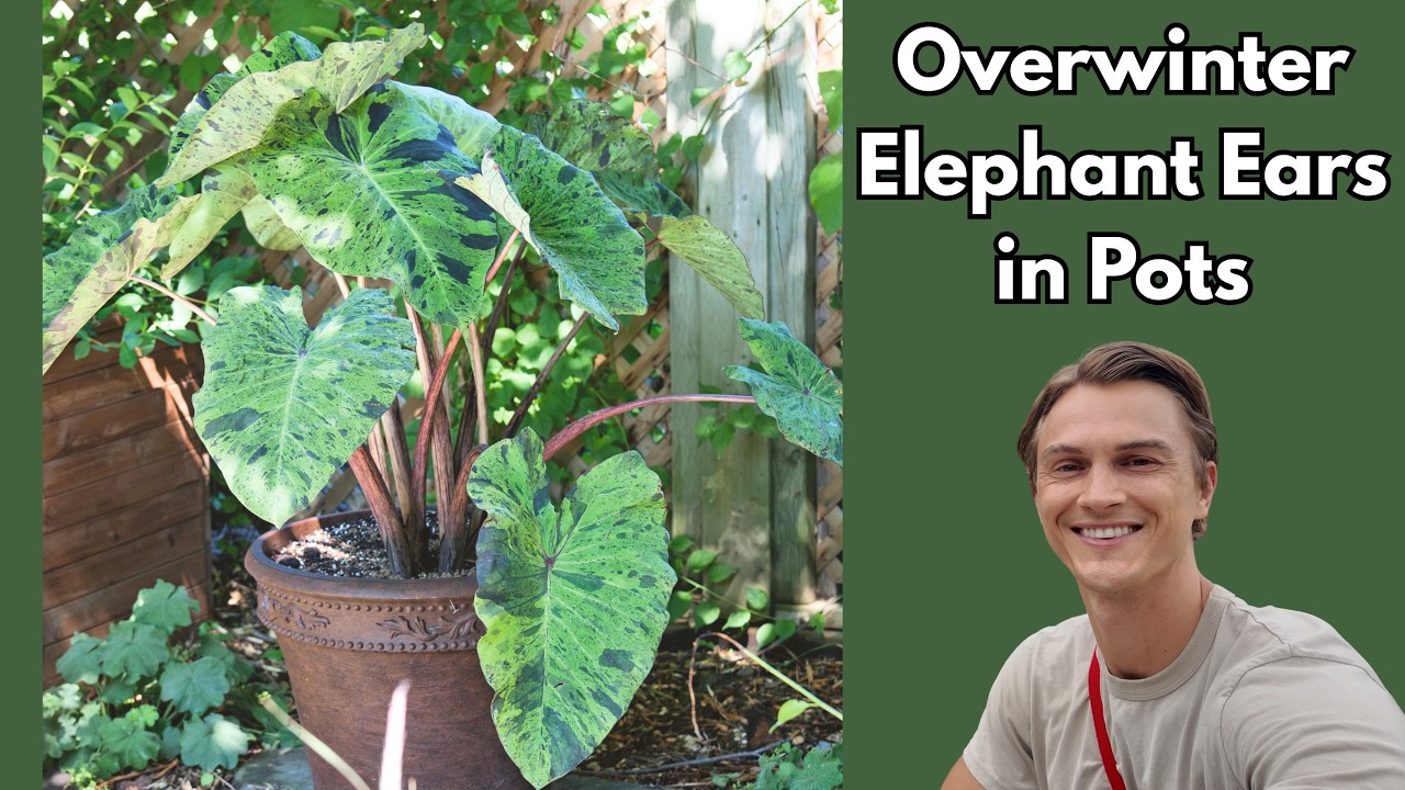 Elephant ear (Colocasia) - How to overwinter plants - Easy method