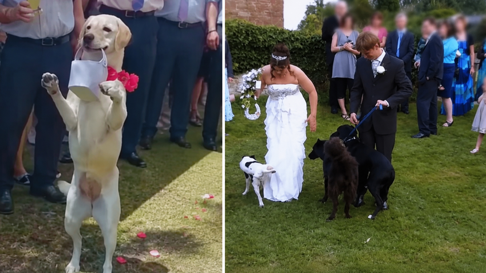 These weddings went off script