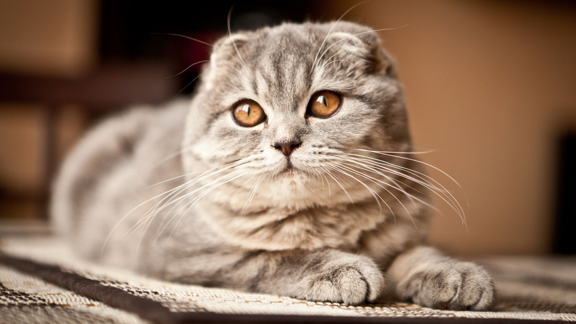 Surprising facts about Scottish fold cats