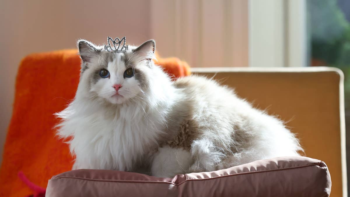 Paige DeSorbo and her cat Daphne team up with Fancy Feast for a new ...