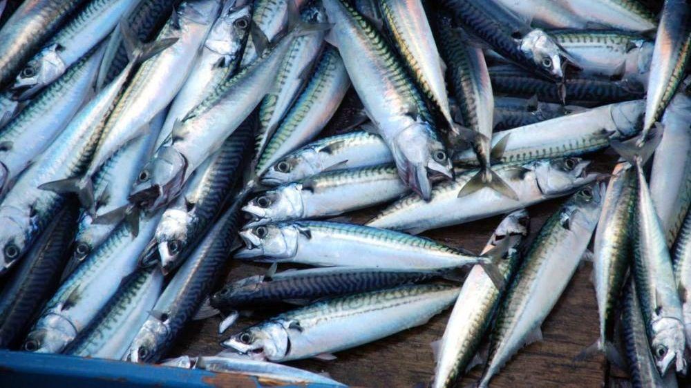 'Skimpflation' warning as tinned mackerel alternative hits more ...