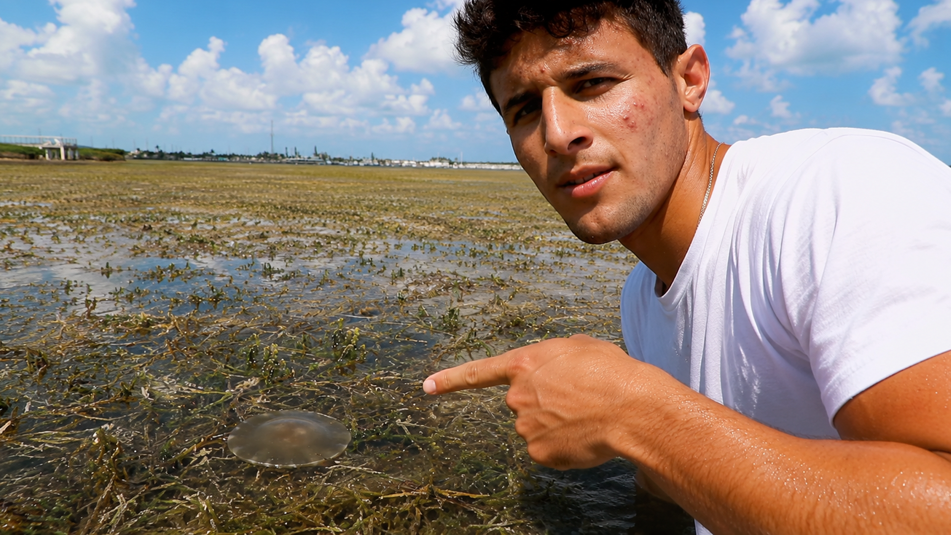 Rescuing thousands of trapped jellyfish in a tide pool!