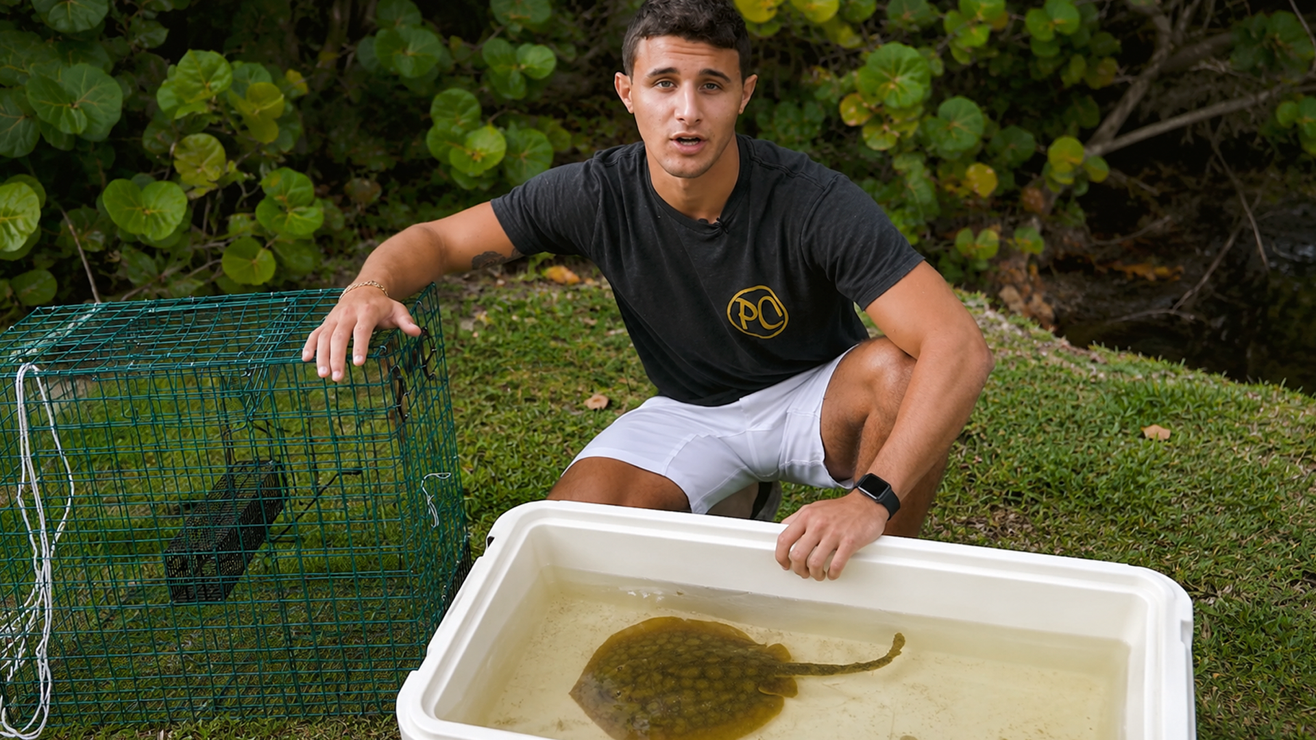 Fish trap catches an exotic stingray for my pool pond!