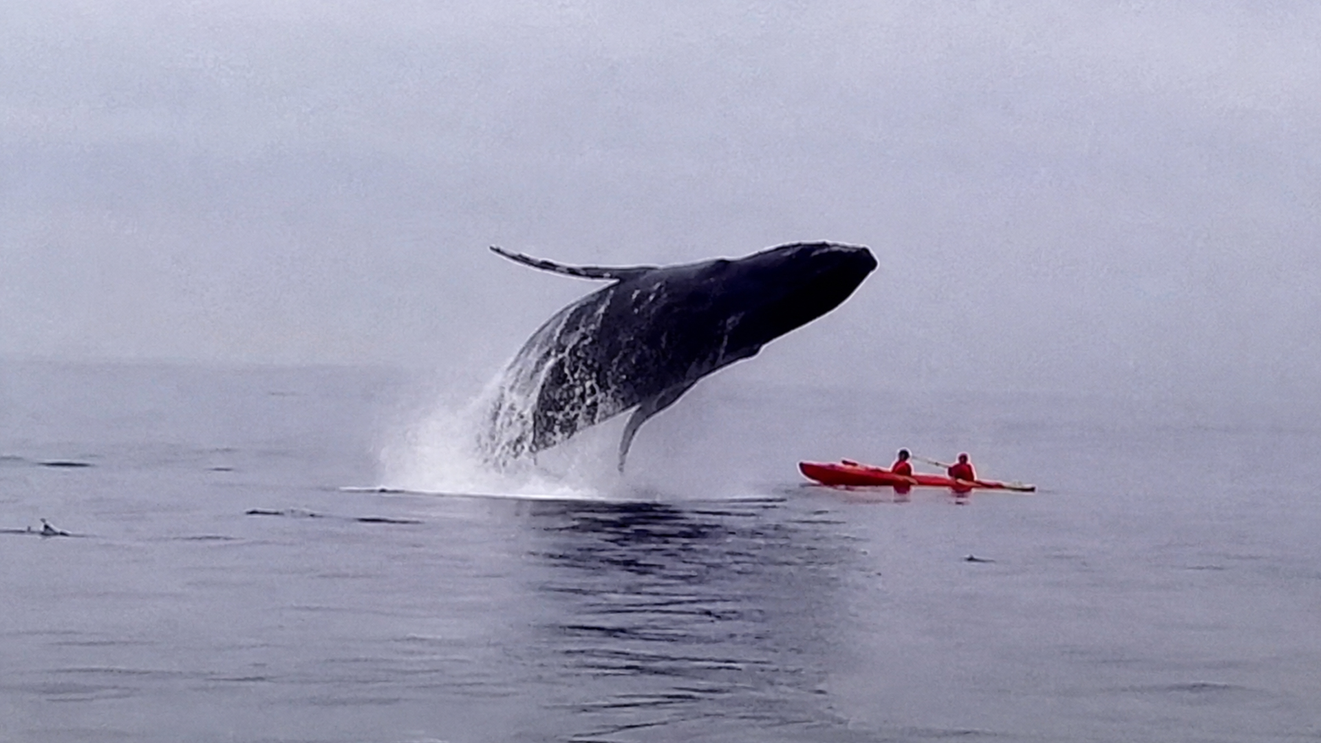 Whales swim closer than anyone expected in stunning 4K footage