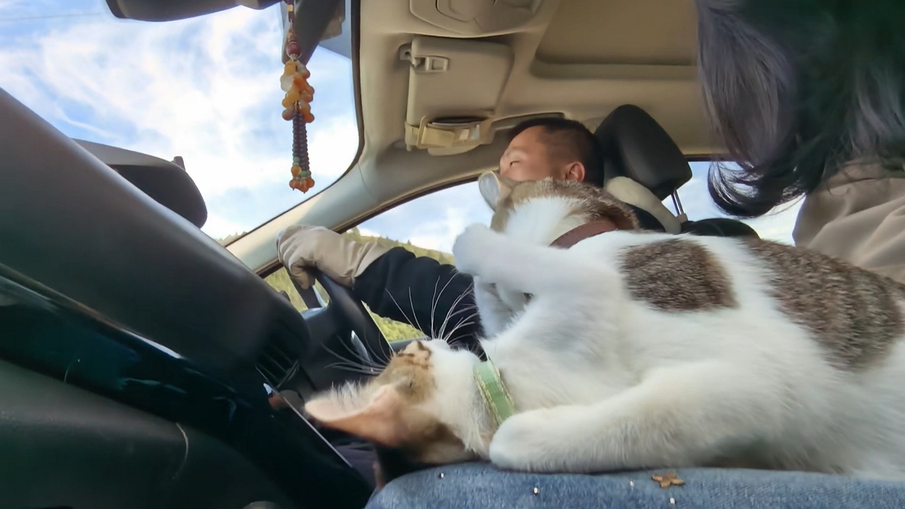 Two cats playfully wrestle and fall sideways on owner's lap in car