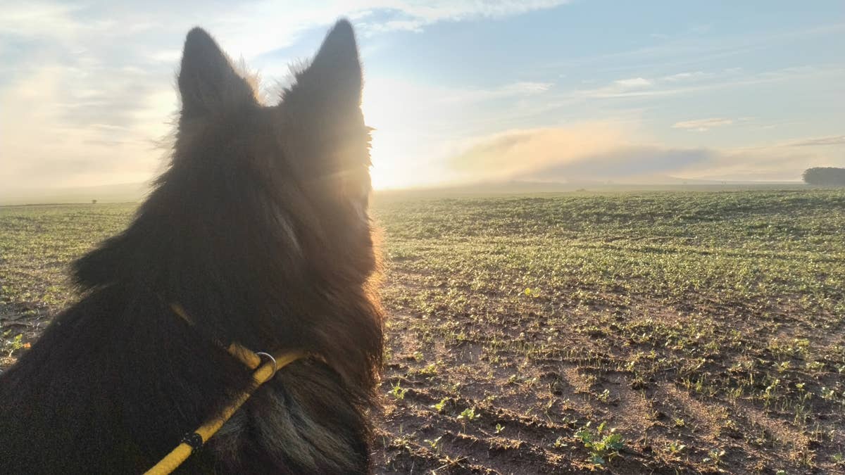 Rare blue German shepherd looks like a giant fluffy koala