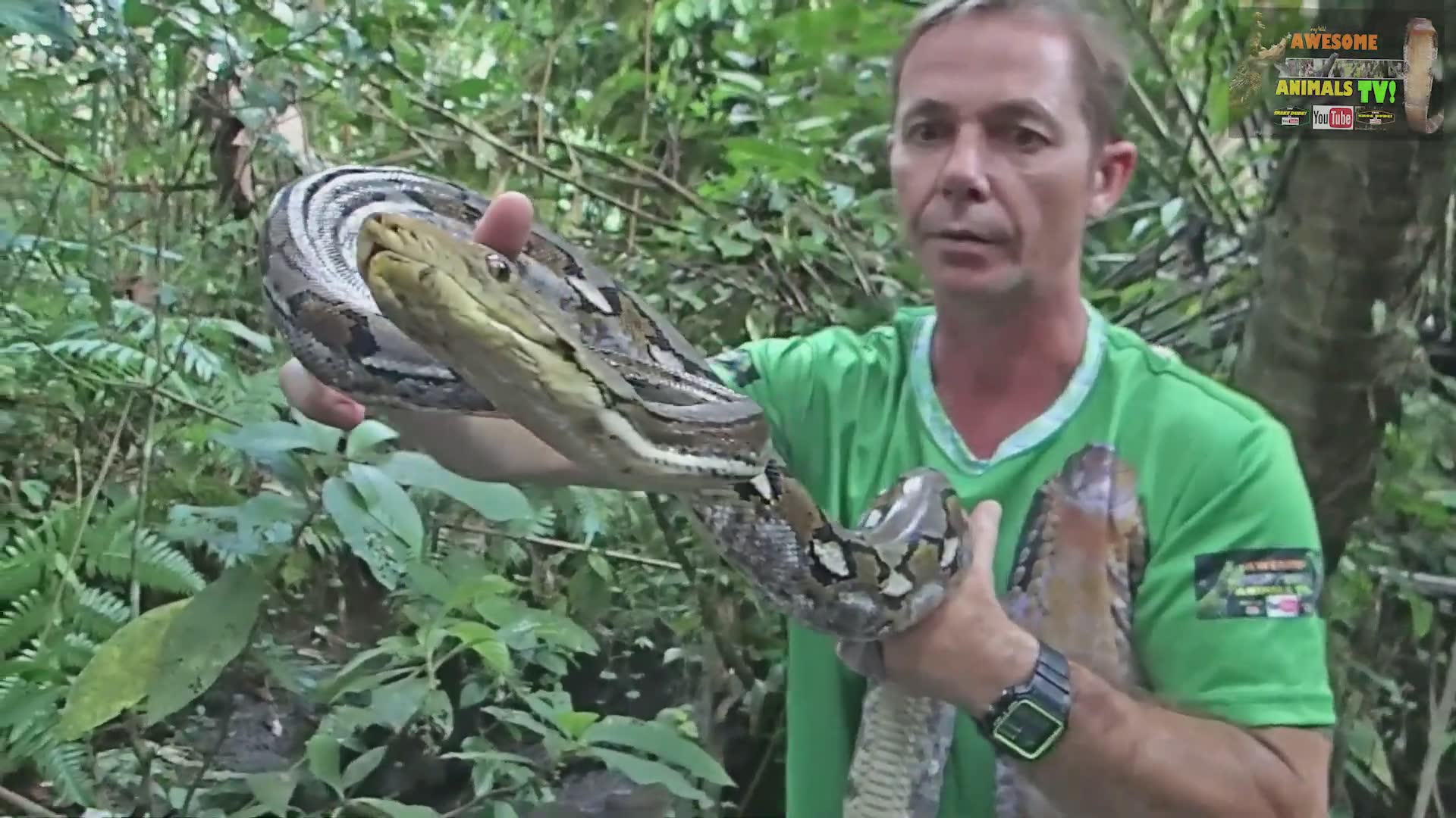 Witnessing massive python predation caught on camera