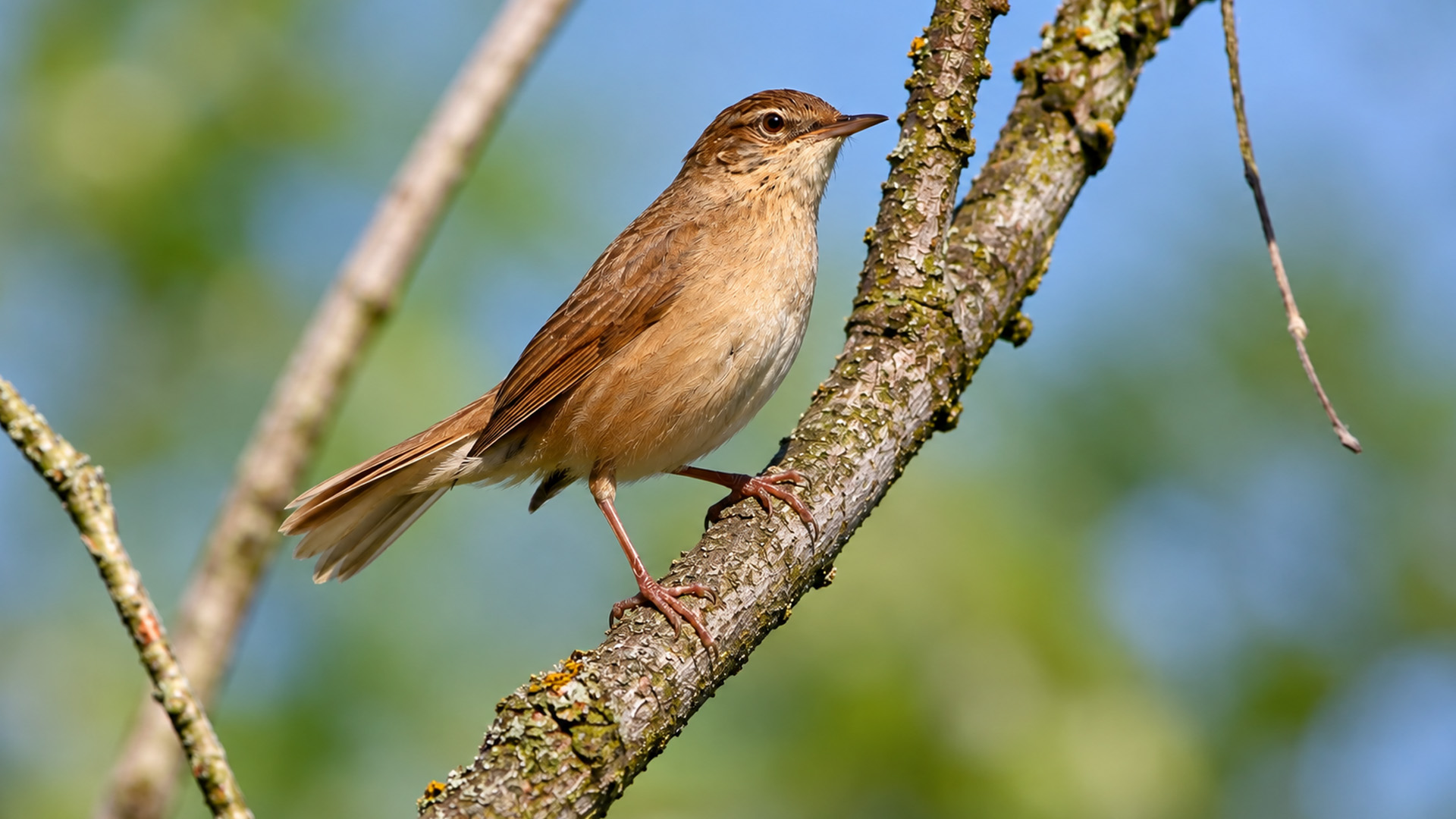 Un Petit Oiseau Chanteur Pos Tranquillement Sur Une Branche En For t 