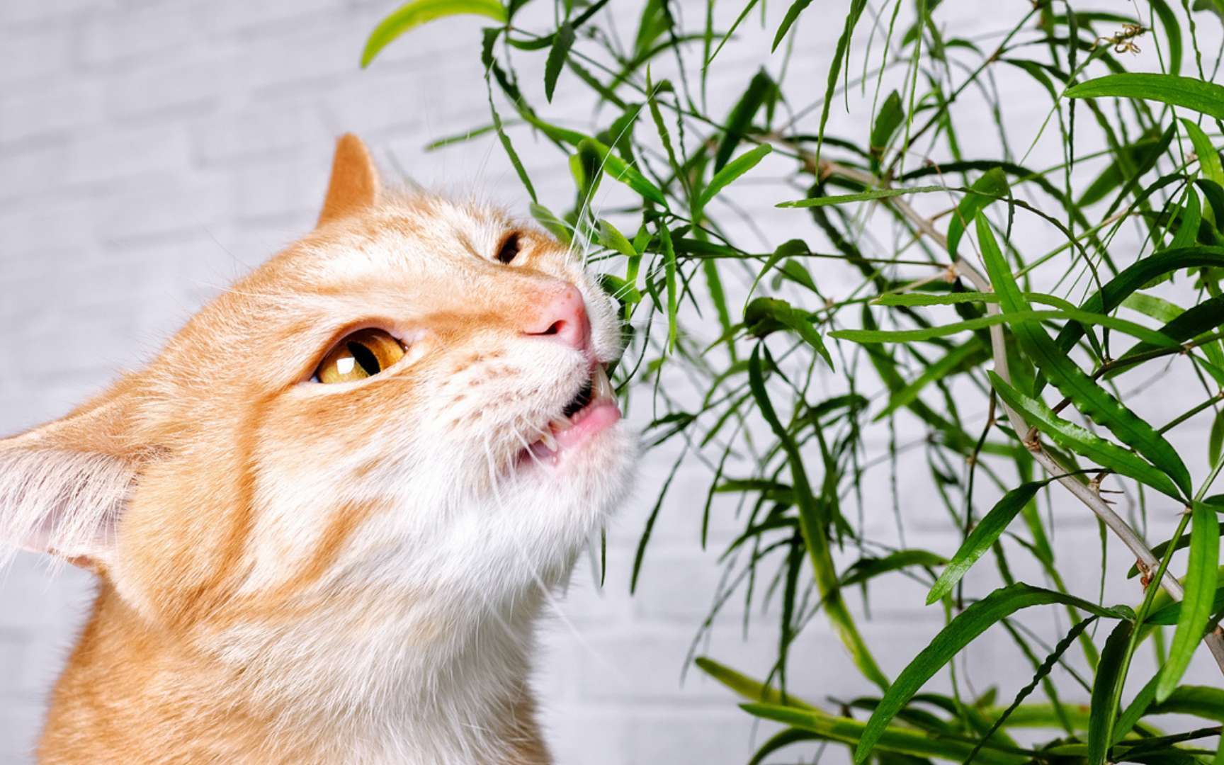 Pourquoi votre chat fait-il cette étrange tête lorsqu’il renifle ...