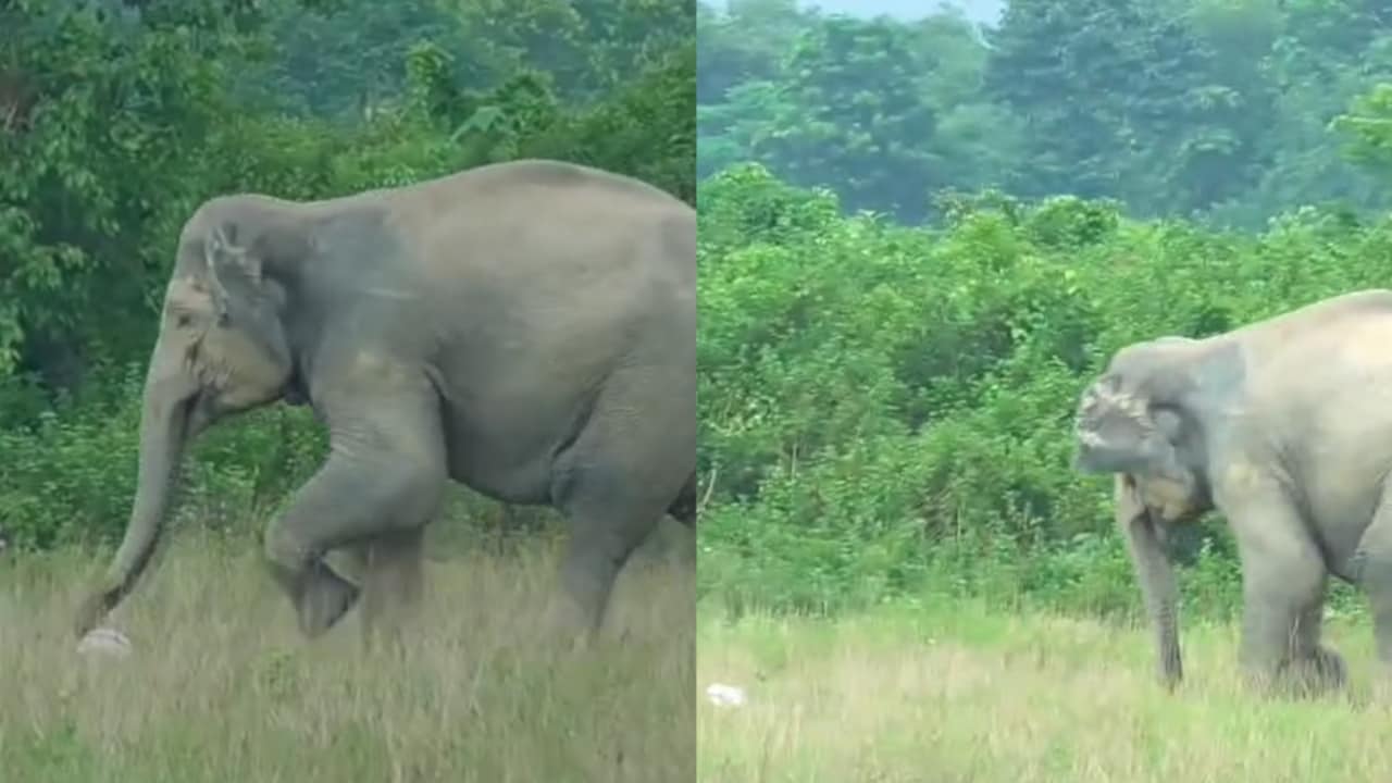 Image for Elephant turns footballer in Assam's Numaligarh, shows off skills on ground