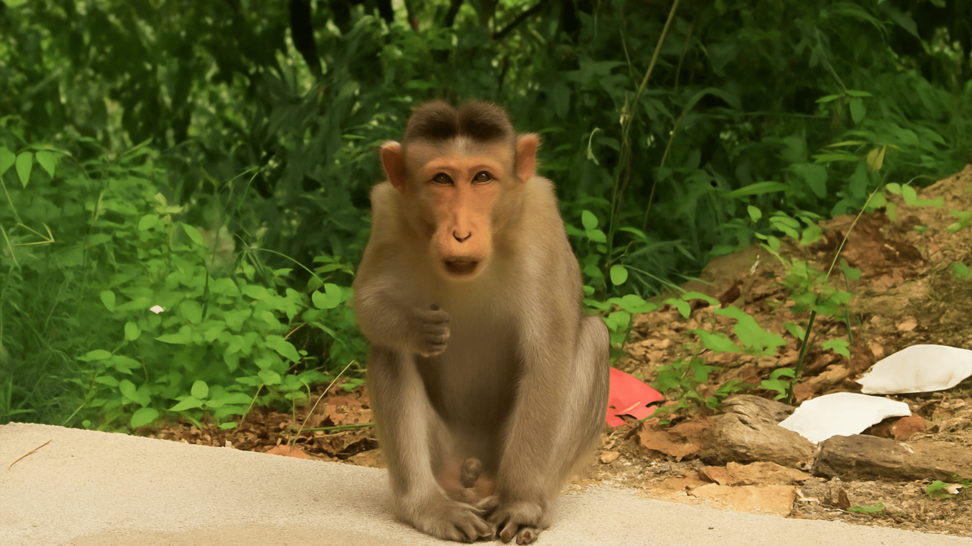 Curious monkey sits at the edge of the forest