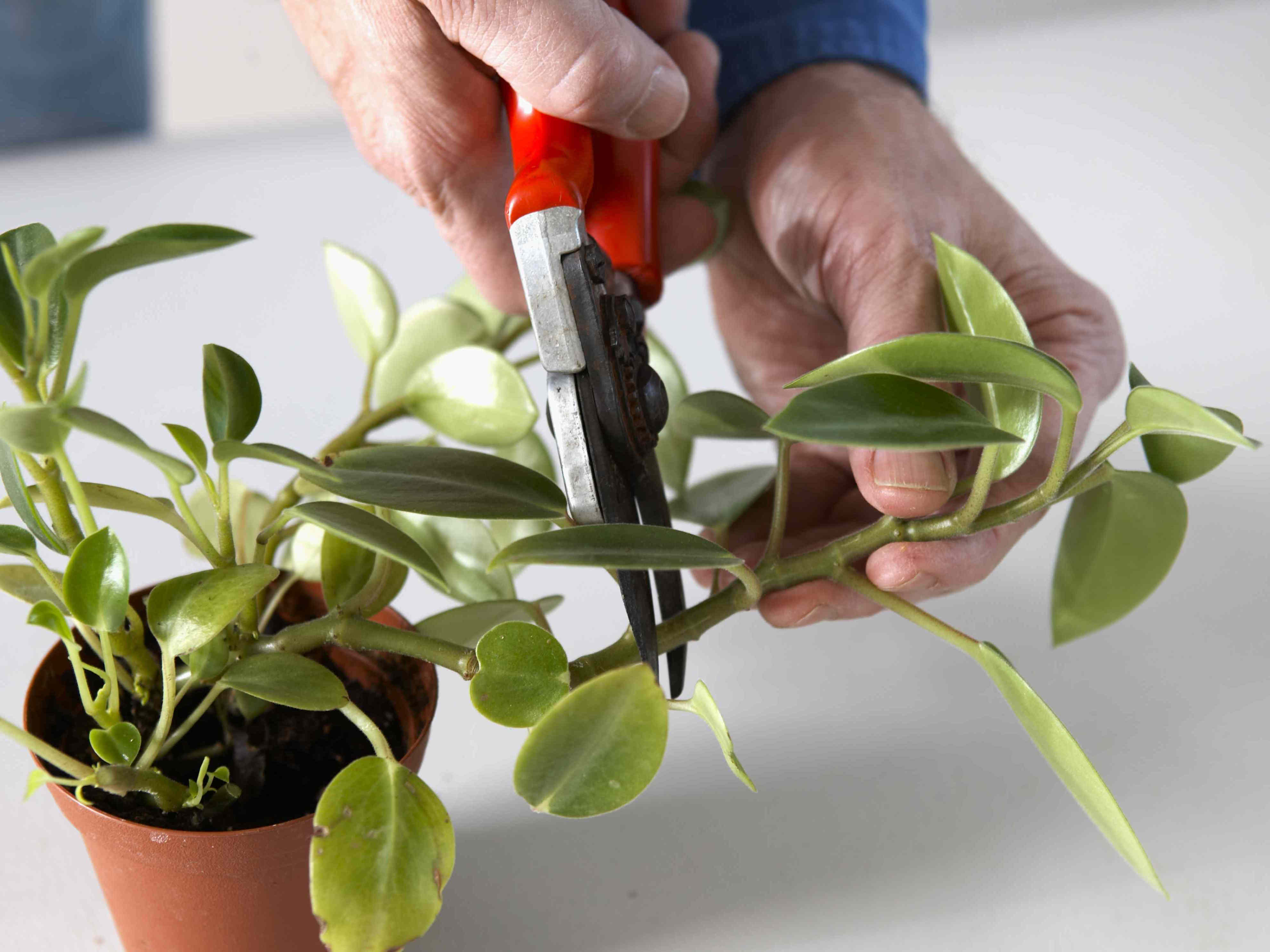 10 of the easiest houseplants to grow from cuttings, even for beginners
