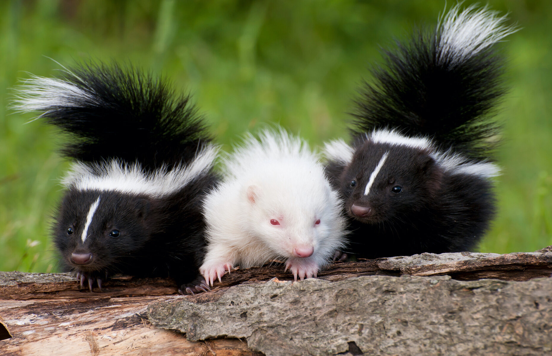20 interesting facts about albino animals