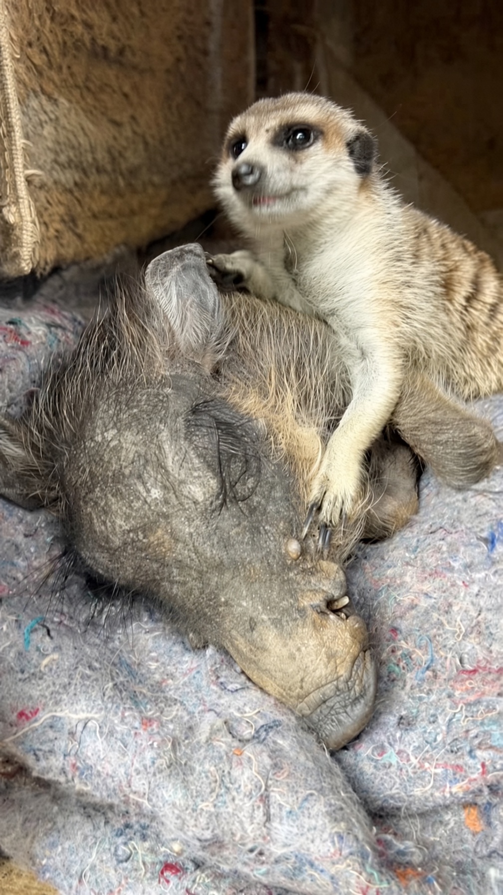 Trying to wake up a sleepy friend