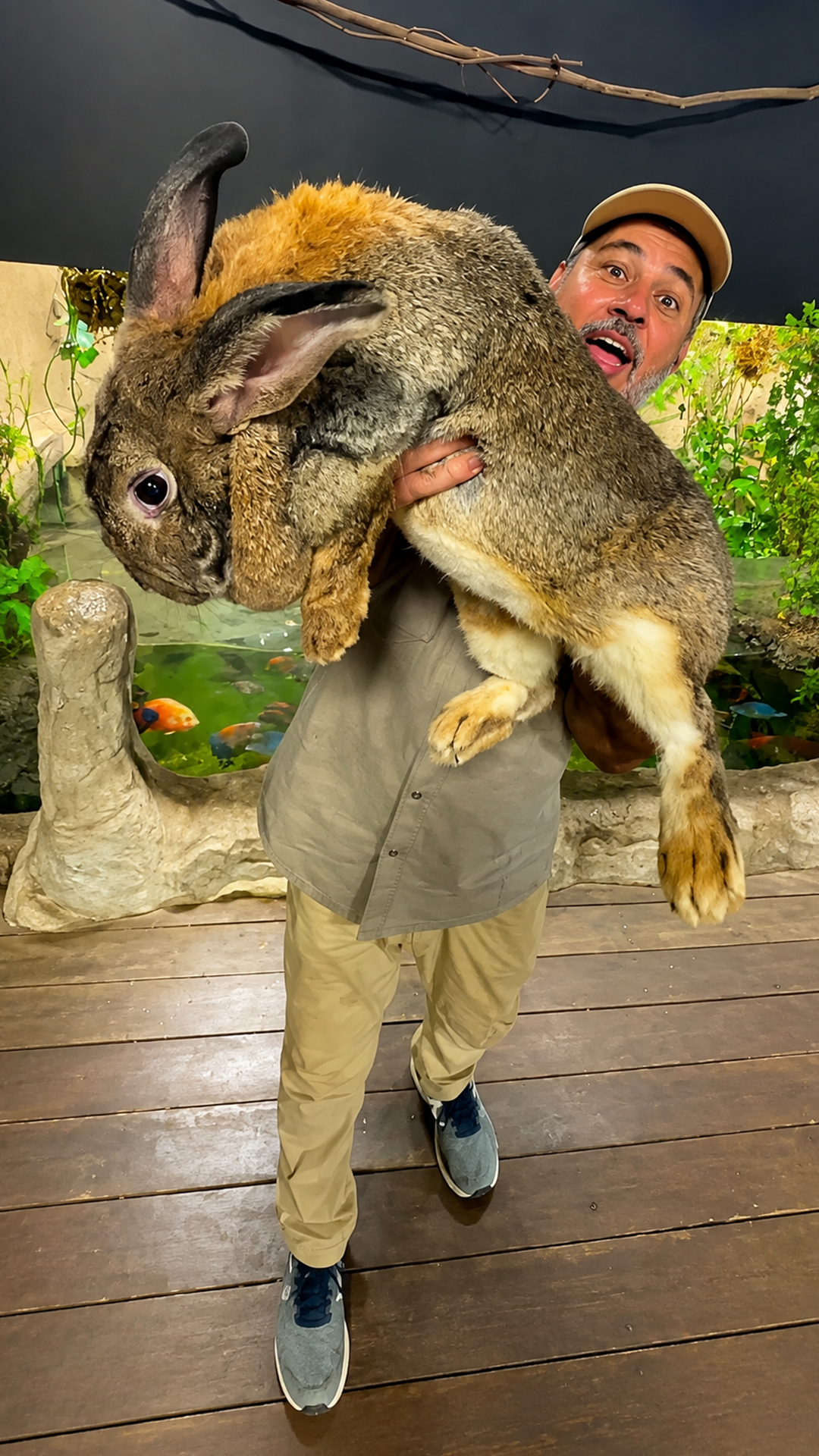 This Flemish giant rabbit is so huge it defies belief