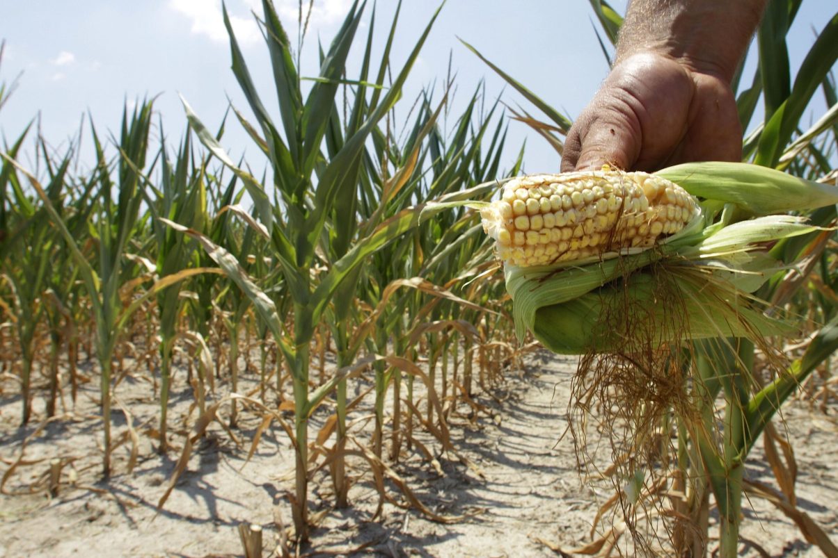 92% of American corn is modified — and Big Ag is suing to keep the ...