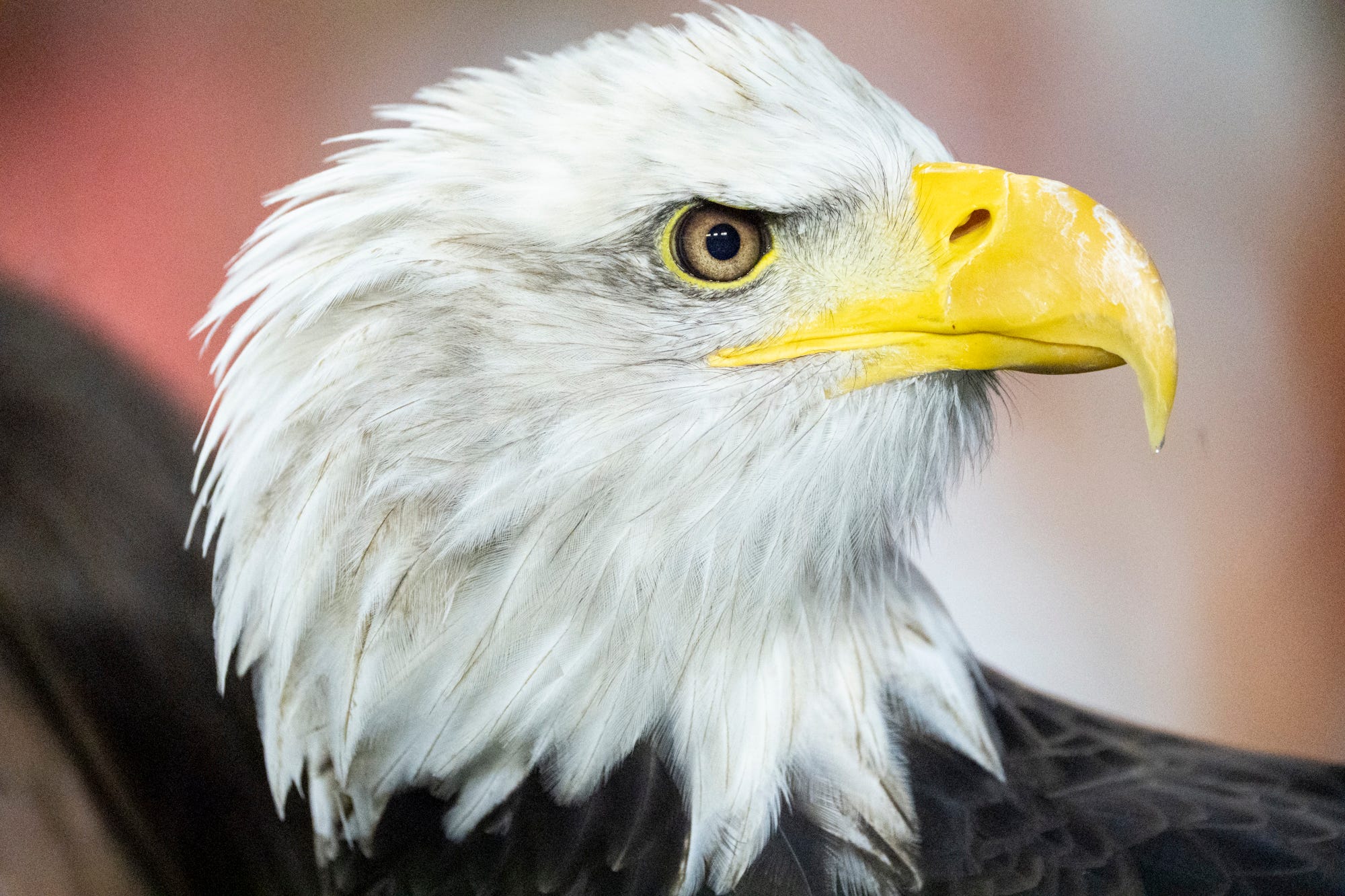When does Auburn football play Florida this week? Time, TV