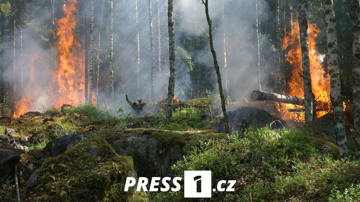 Francie během léta zadržela 500 lidí podezřelých ze zakládání lesních ...