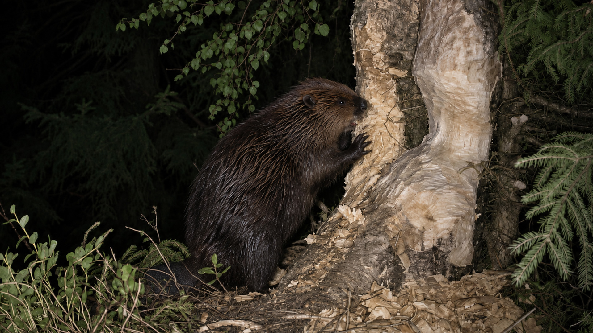 Camera trap captures a beaver cutting into a tree at night