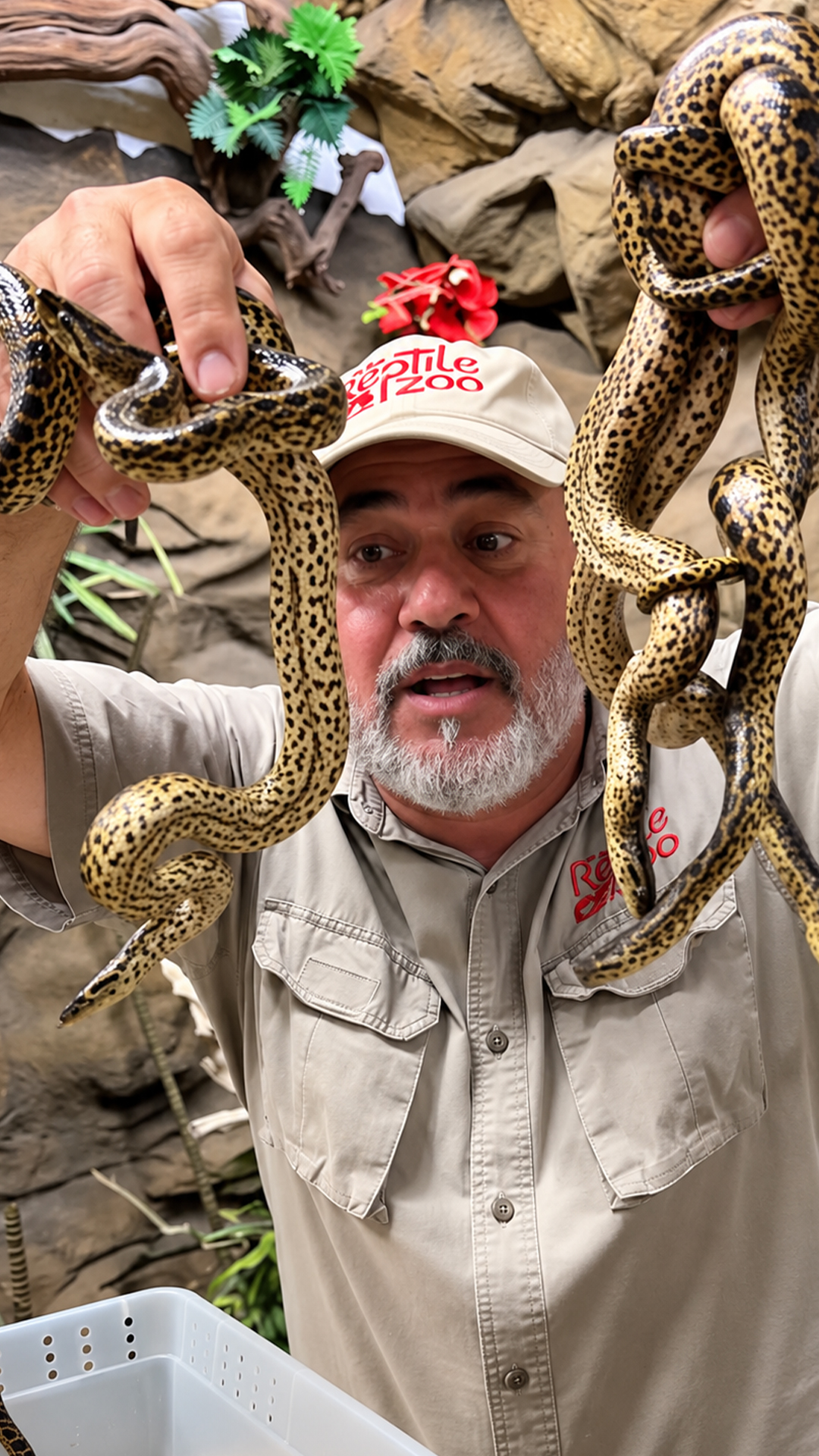 Newborn anacondas waste no time showing their wild side