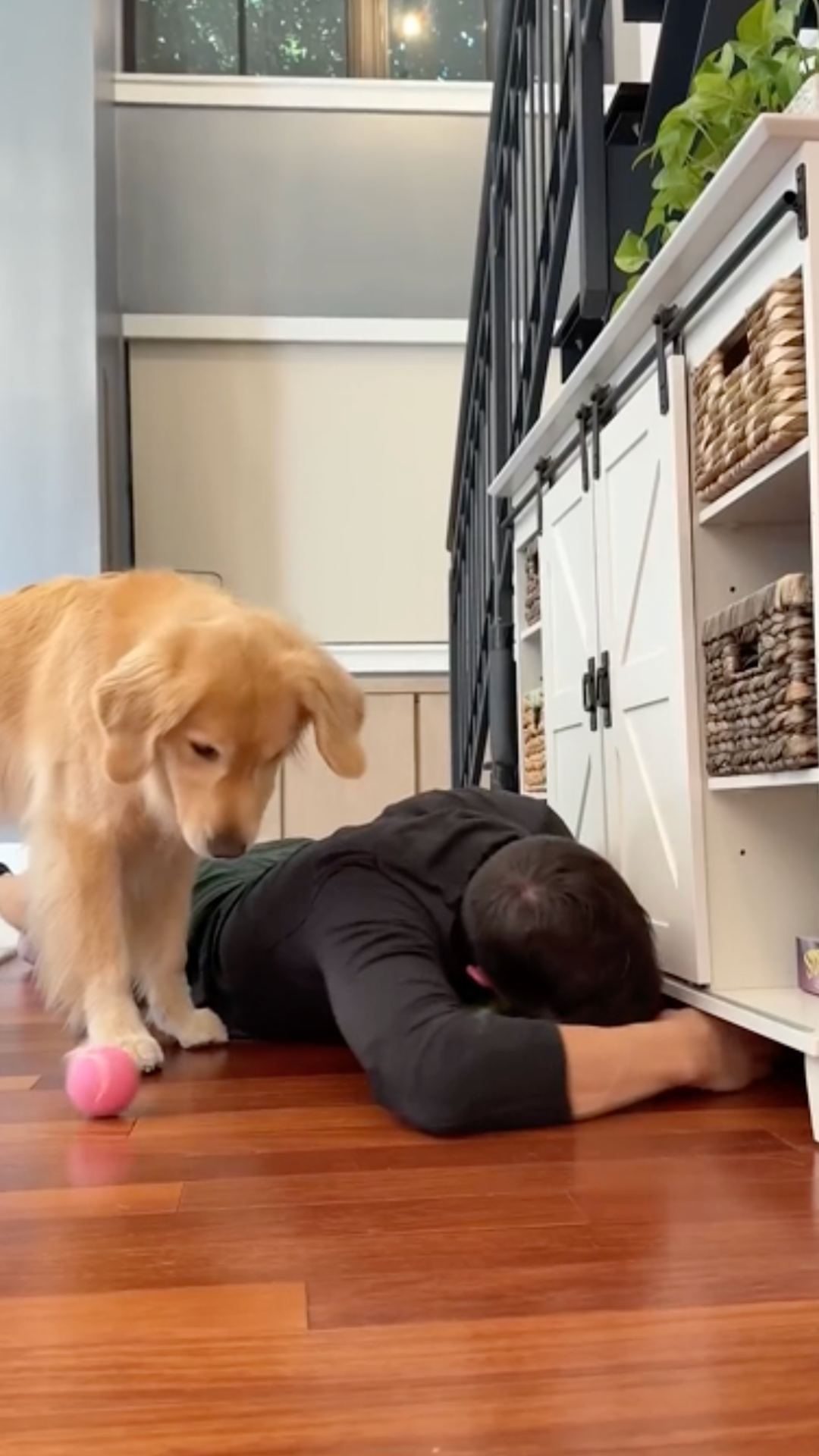 Two golden retrievers do things every dog owner will relate to instantly