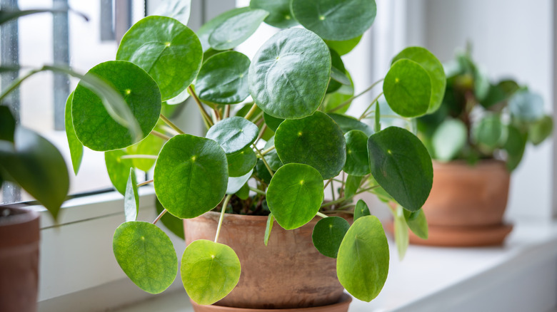Growing pilea peperomioides - your ultimate guide to this popular ...