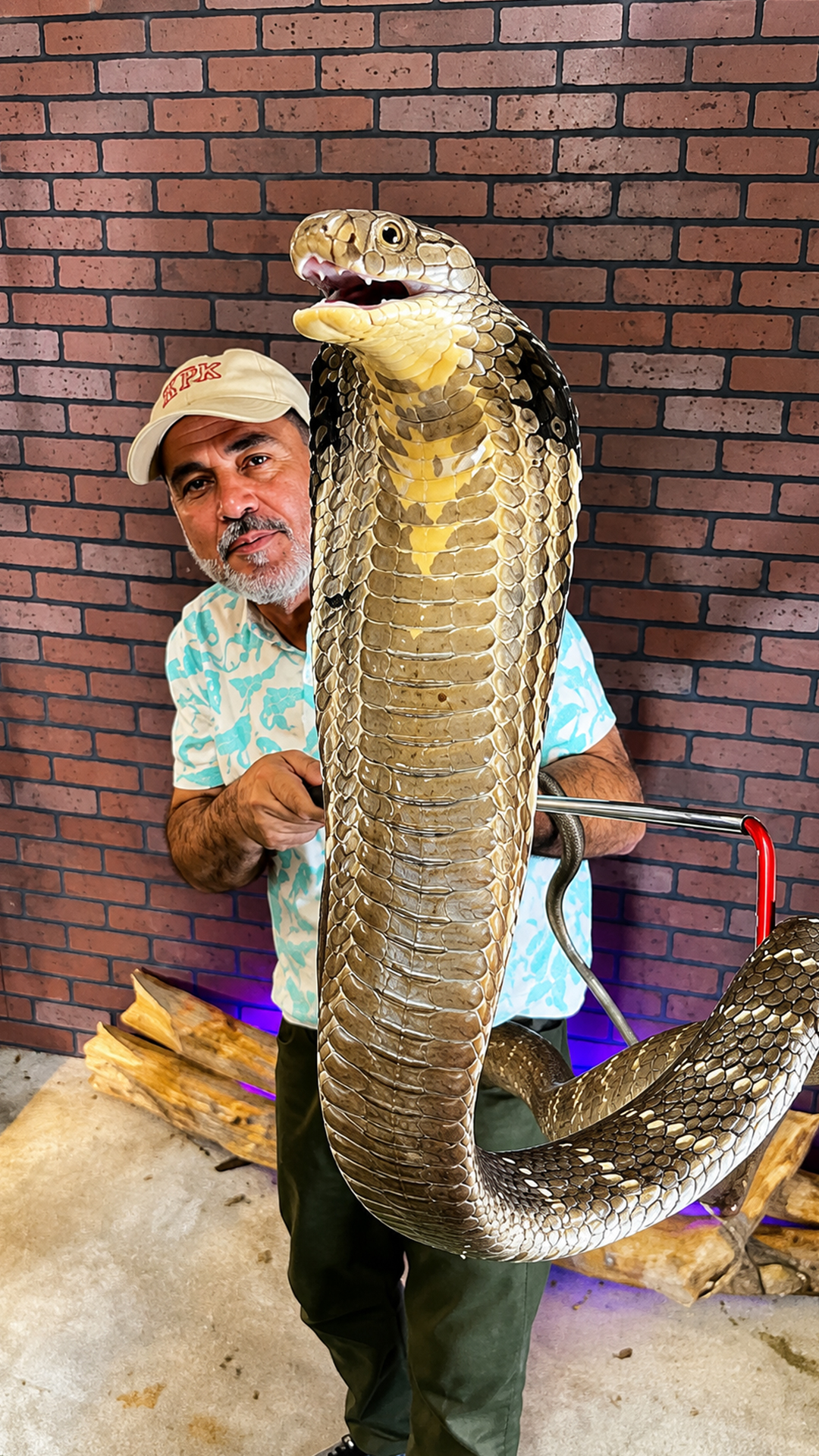 King cobra handling showcases the iconic upright hood posture