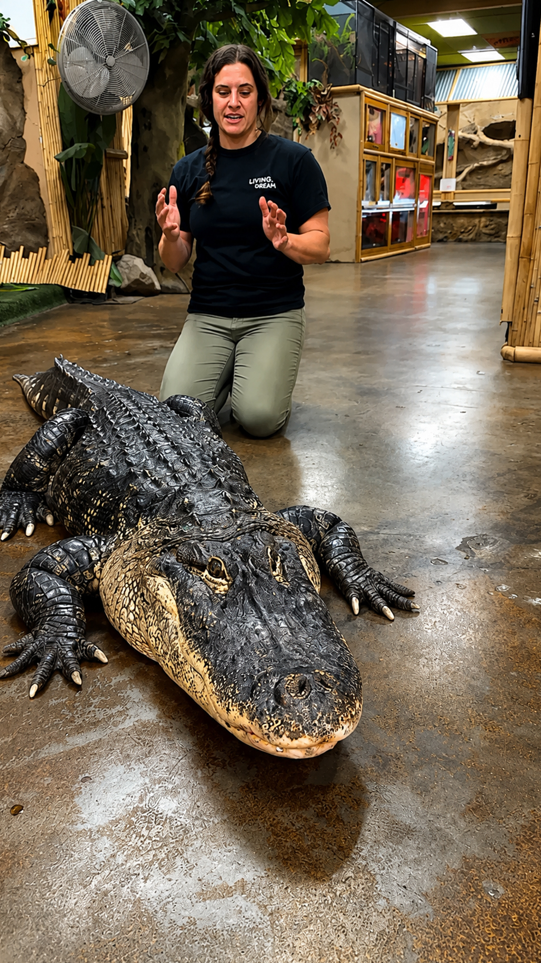 Giant alligator peaceful walk shows a tame swamp predator beside a handler