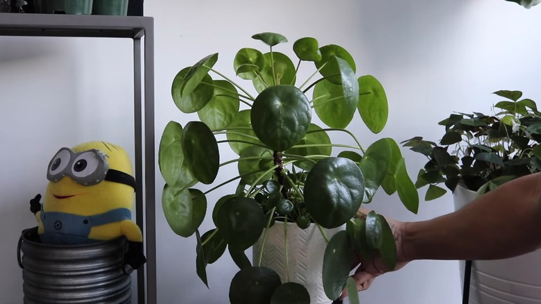 Growing pilea peperomioides - your ultimate guide to this popular ...