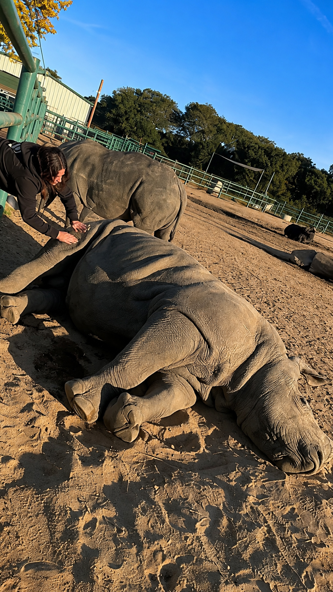 The sweetest look from a surprisingly adorable giant rhino