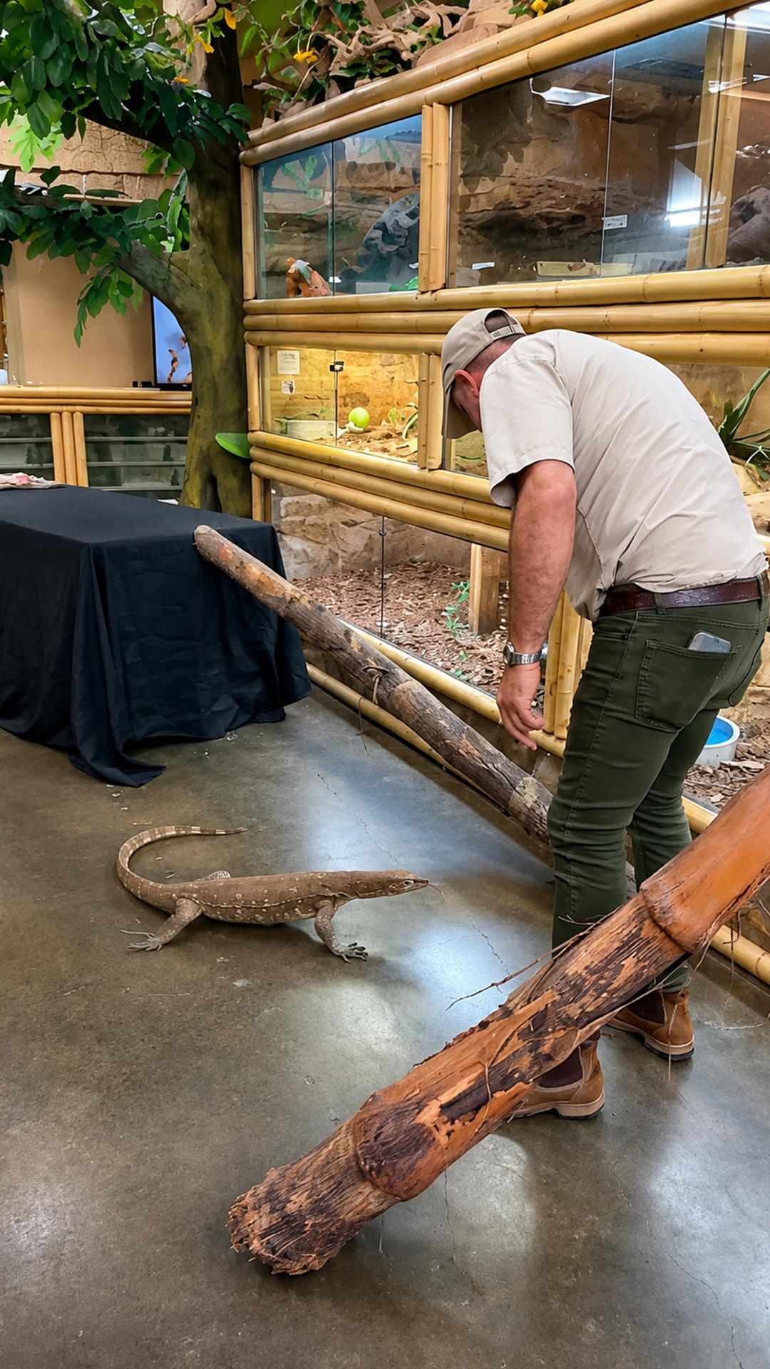 Giant monitor sprints across tables and floors during feeding