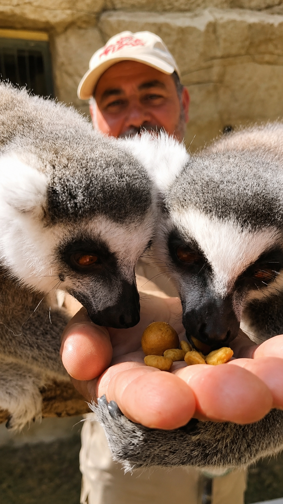 Ring-tailed lemurs investigate zoo guests during an up close visit