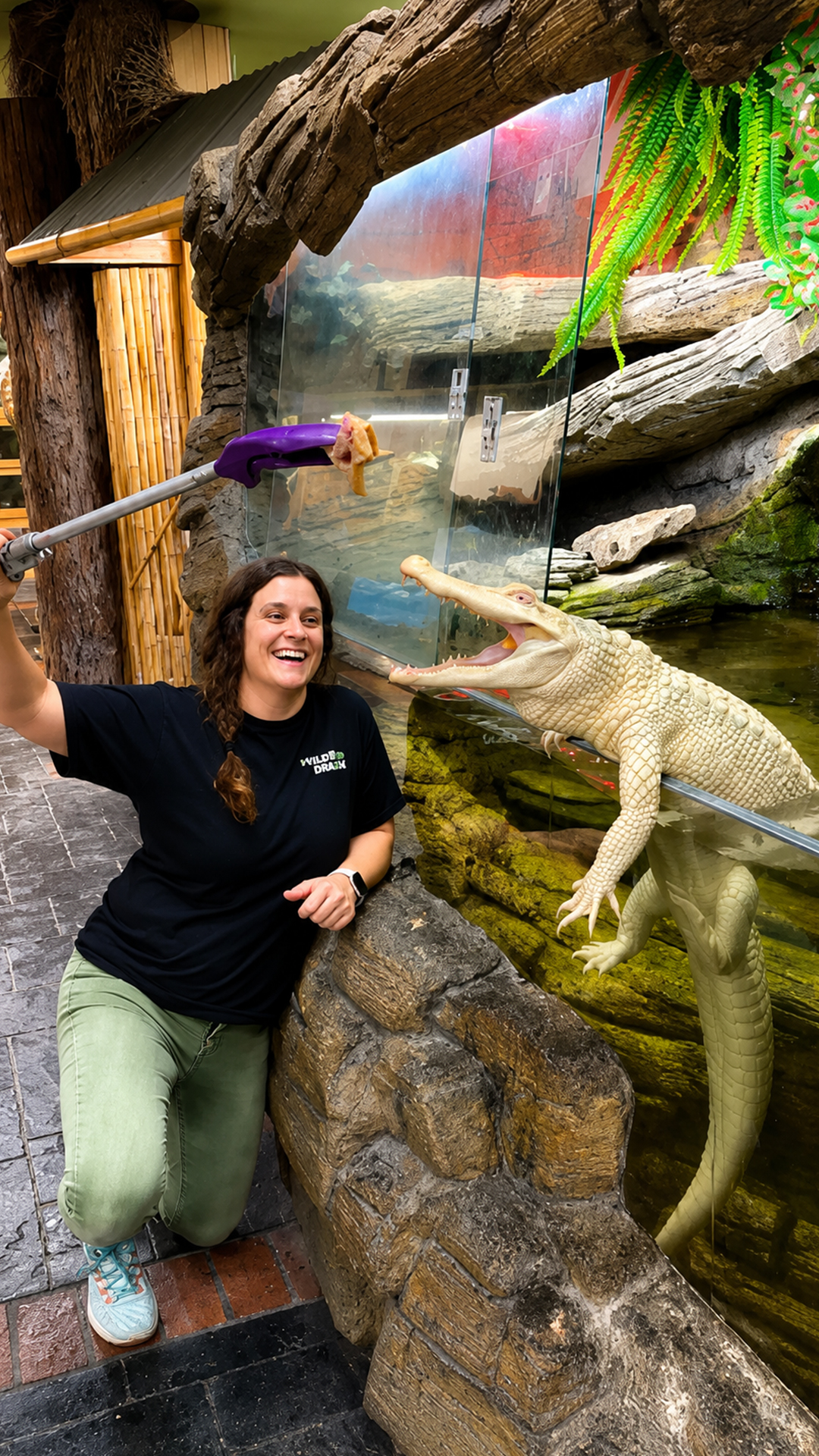 Alligator rapid growth rate on full display during mealtime feeding