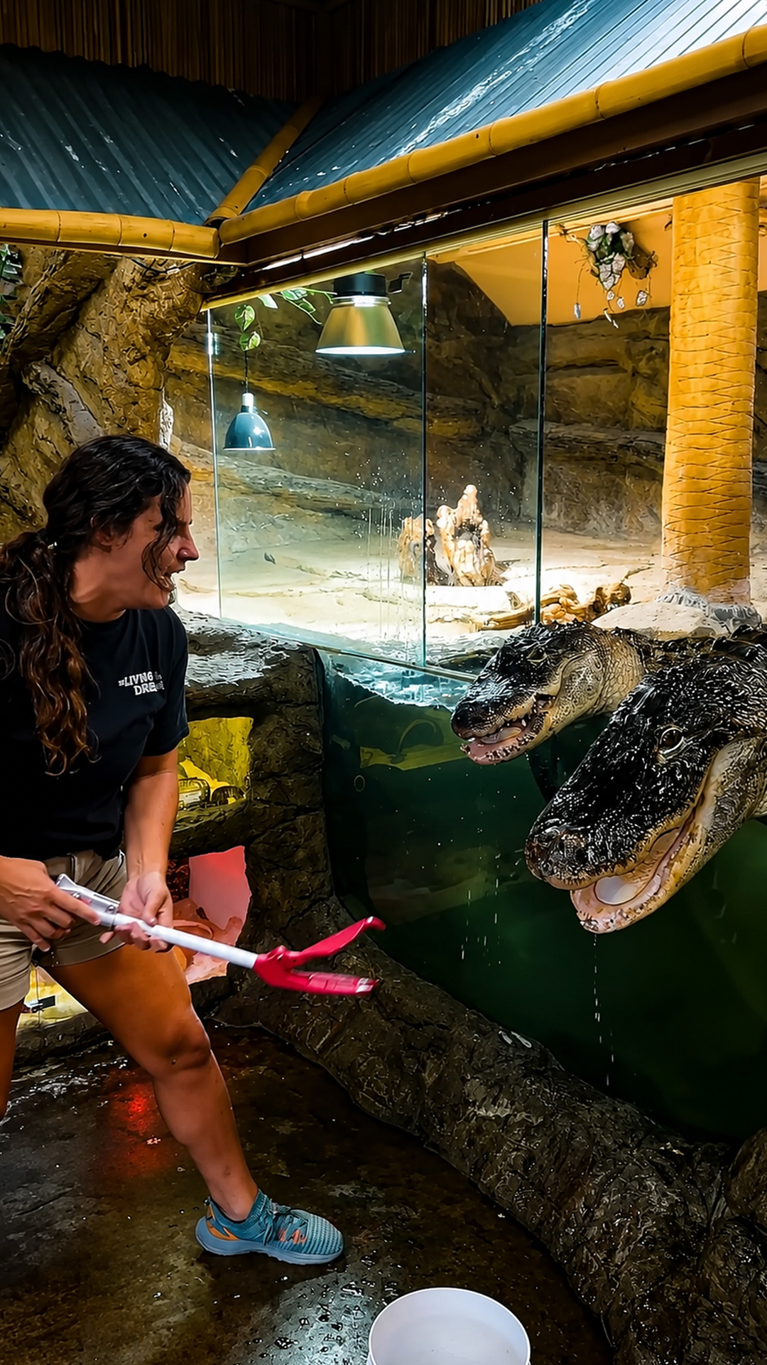 Crocodile vs. wildlife handler